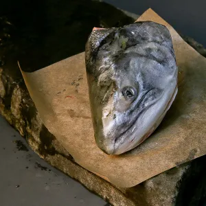 4lb Alaskan Coho Salmon Heads