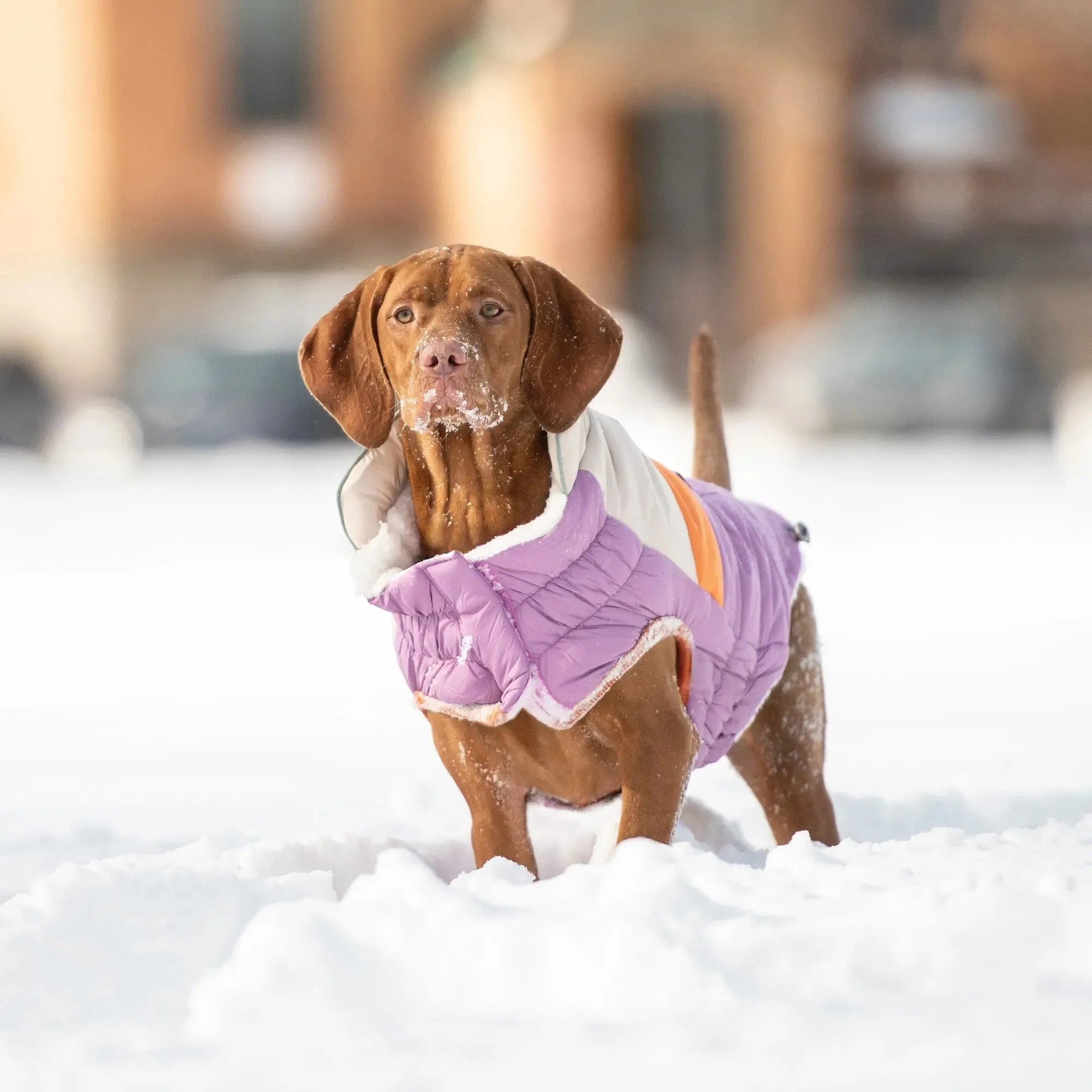 Camplife Dog Puffer | Purple