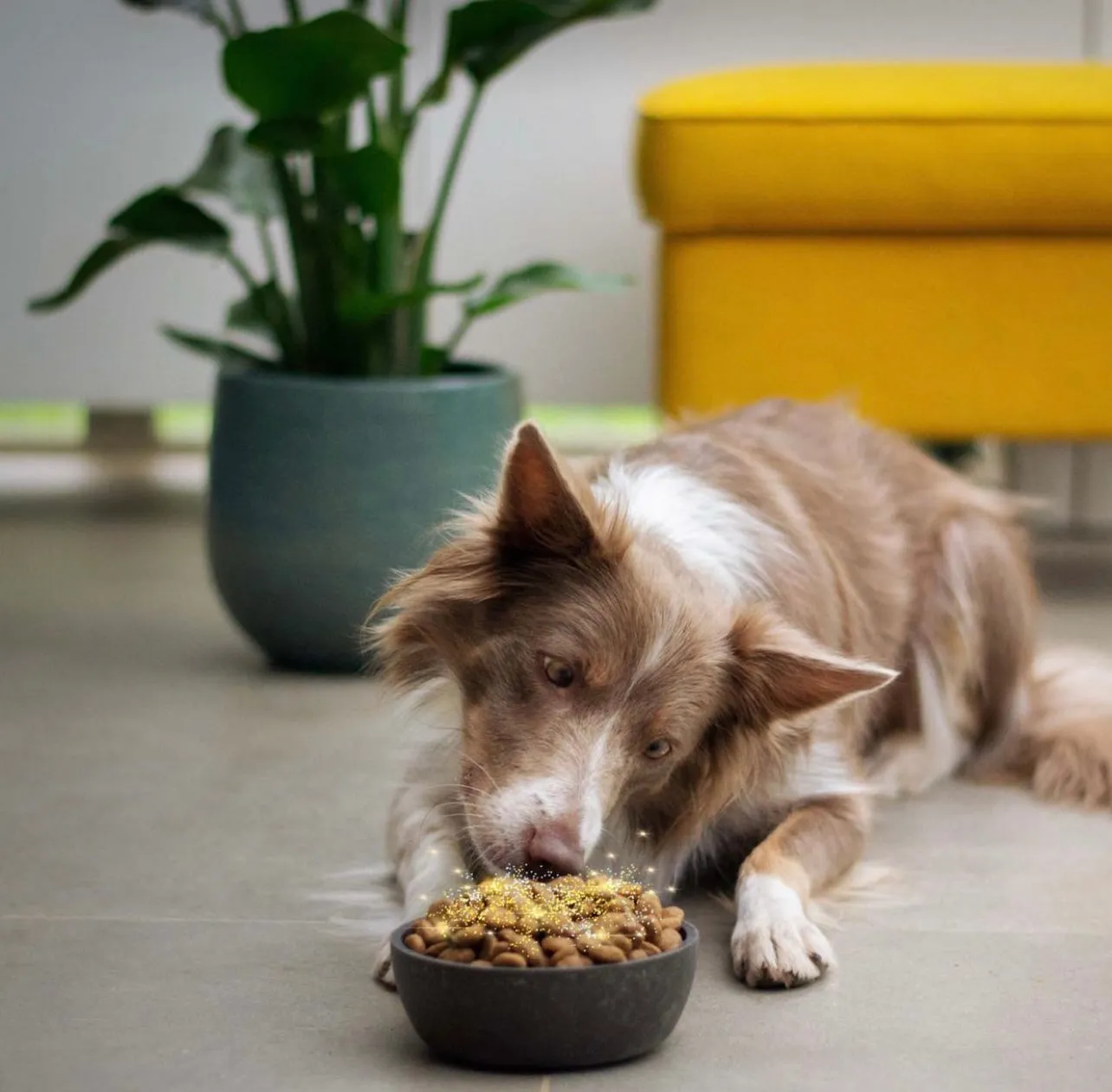 Salmon Boost Food Topper for dogs and Cats 12OZ