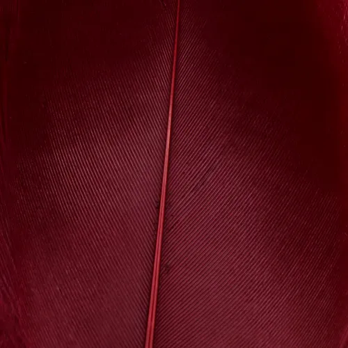 Select Goose Shoulder