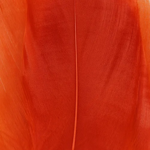 Select Goose Shoulder
